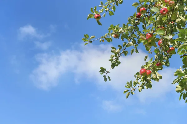 Branch of apple tree with red fruits growing on blue  sky backgr — Stock Photo, Image