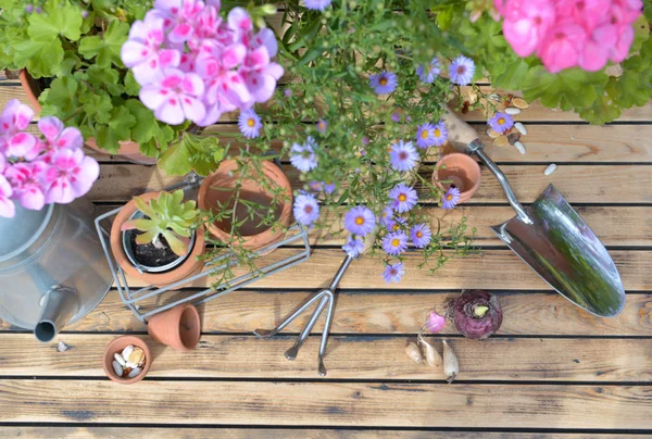 Růžové květiny a květináče se zahradnickými nástroji na dřevěném pozadí — Stock fotografie