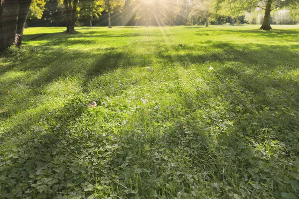 Sunlight on lawn in a park with shadows of trees Stock Photo