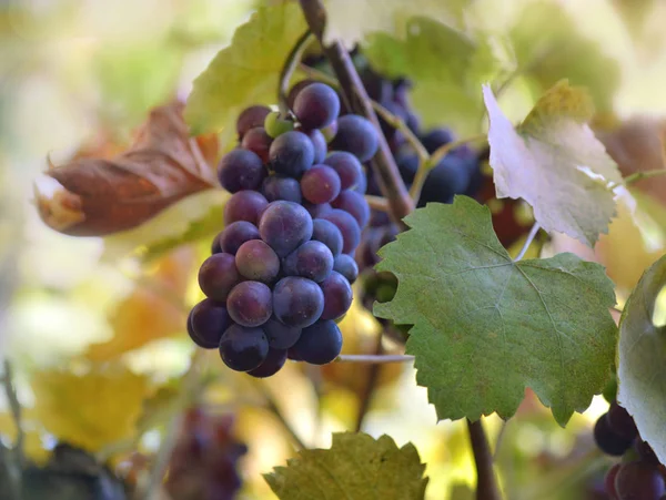 Près du raisin noir poussant parmi les feuilles dans le vignoble — Photo