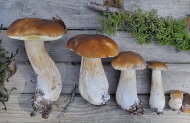 Yeni toplanmış mantarlı Porcini. En büyükten en küçüğe bir tahtaya konmuş. 