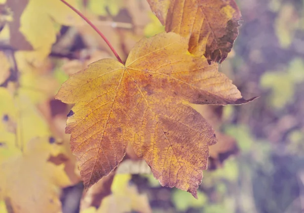 Fermer sur la feuille d'un platane de couleur automnale — Photo