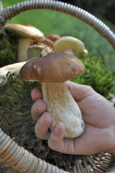 Vicino a un grosso fungo porcino appena raccolto tenuto da un uomo — Foto Stock