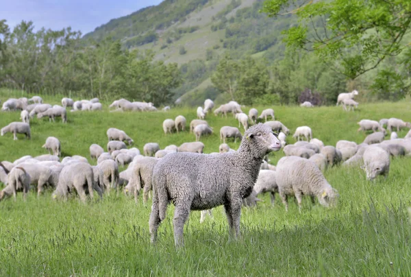 緑の高山の牧草地で羊の放牧の群れ — ストック写真