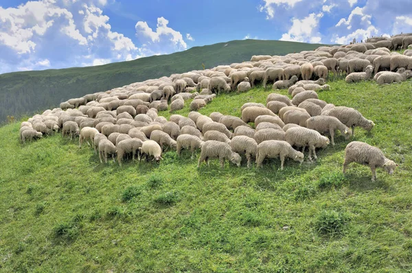 高山上放羊的羊群 — 图库照片