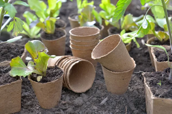 Lettuce seedling growing in a peat pot and others empty put on the soil of a garden — Stock Photo, Image