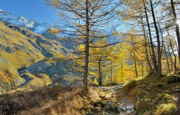 Vandring bland vackra gyllene lärkor på hösten i alpina och snöiga topp berg — Stockfoto