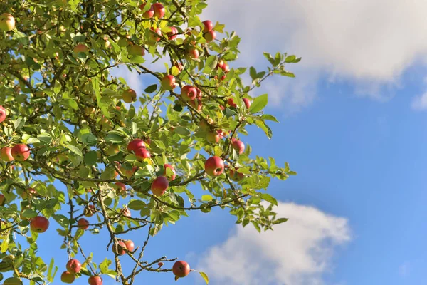Ramo de árvore de maçã com frutos vermelhos crescendo no céu nublado backg — Fotografia de Stock
