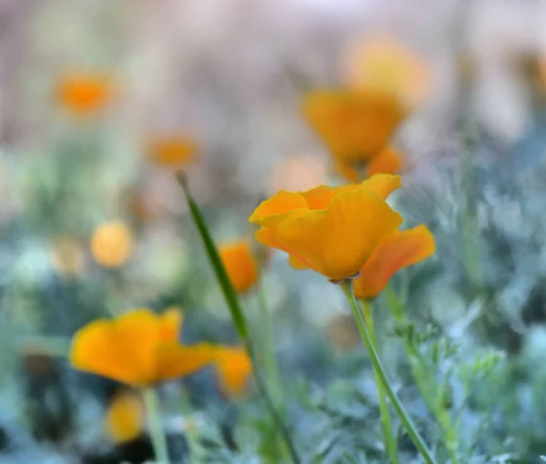 Orangenmohn aus Kalifornien blüht in einem Garten — Stockfoto