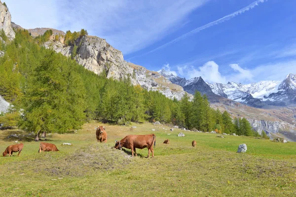Bruna kor i betesmark med snö topp berg bakgrund — Stockfoto
