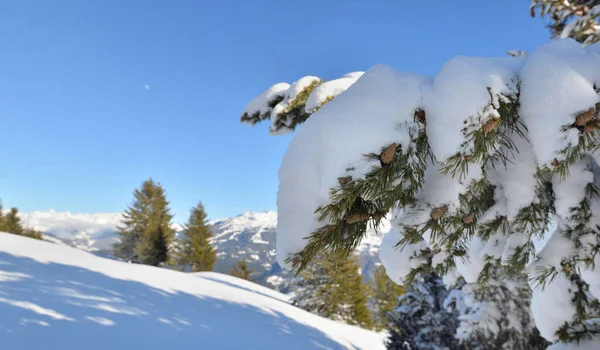 Dicht Auf Schnee Bedeckt Ein Tannenzweig Vor Einem Schneebedeckten Berg Stockbild