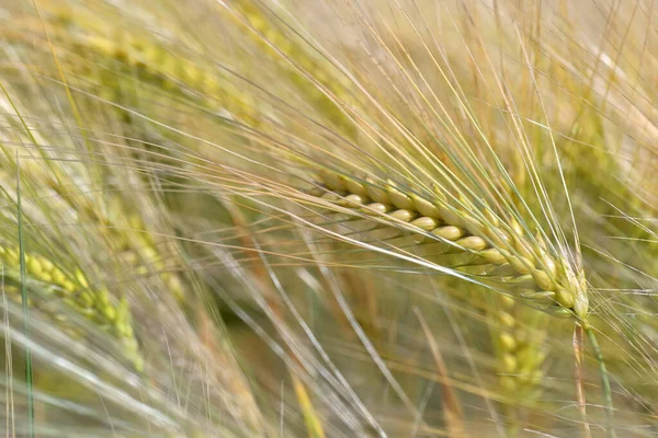 Cerca Una Mazorca Oro Trigo Que Crece Campo — Foto de Stock