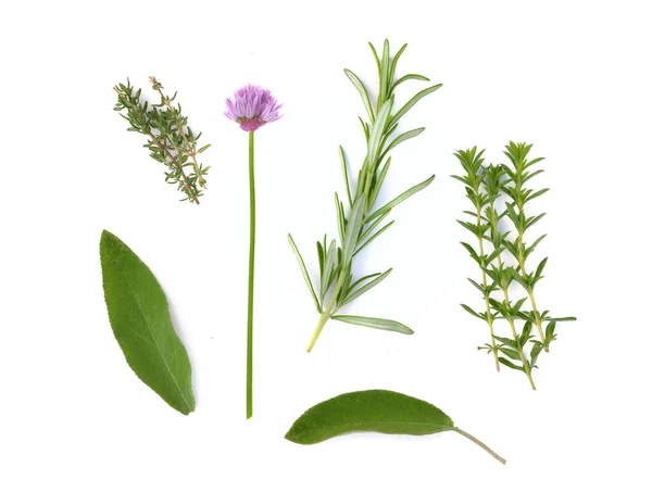 Various Fresh Aromatic Herbs White Background — Stock Photo, Image