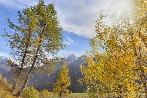 Bela Folhagem Dourada Árvores Montanha Alpina — Fotografia de Stock