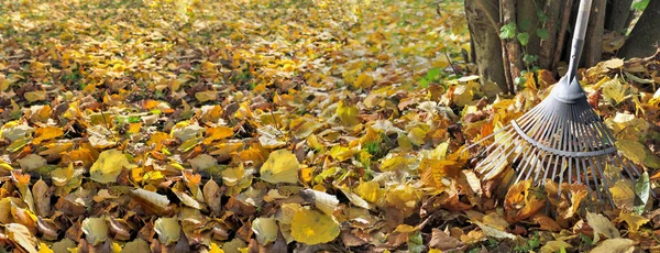 园中金黄色叶子中的树干靠在耙上的全景 — 图库照片