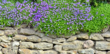 Aubretia 'nın mor çiçekleri çiçek açmış ve bahçenin taş duvarını kaplamıştı. 