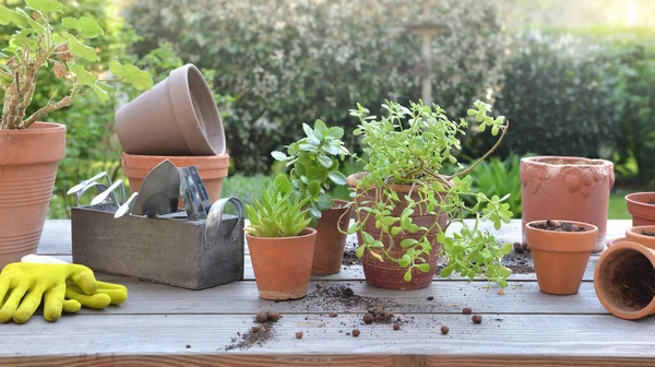 Potting Plant Garden Equipment Table Garden — Stock Photo, Image