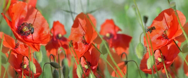 Güzel Kırmızı Gelincik Çiçekleri Çayırlarda Açar Panoramik Manzaralı Bal Arılarıyla — Stok fotoğraf