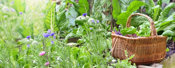 在绿叶中的柳条筐里放新鲜蔬菜 在蔬菜园里放鲜花 — 图库照片