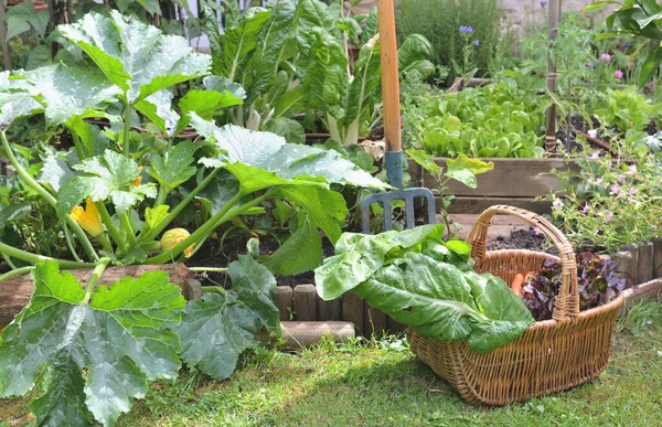 Sayuran Segar Dalam Keranjang Wicker Panen Kebun — Stok Foto