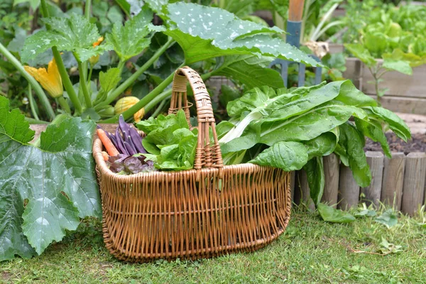 Sayuran Segar Dalam Keranjang Wicker Panen Kebun — Stok Foto