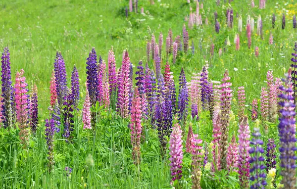 Wilde Kleurrijke Lupinen Bloeien Een Weide — Stockfoto