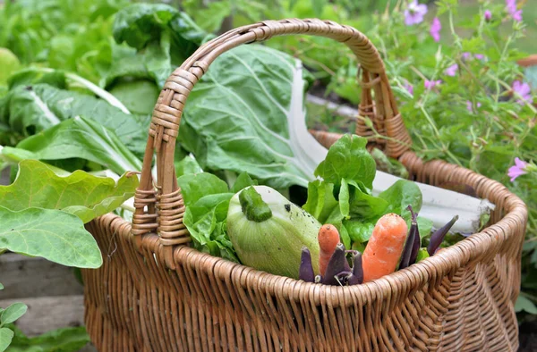 菜园里柳条筐里的新鲜蔬菜 — 图库照片