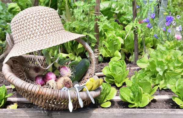 Légumes Frais Dans Panier Osier Avec Chapeau Placé Dans Potager — Photo