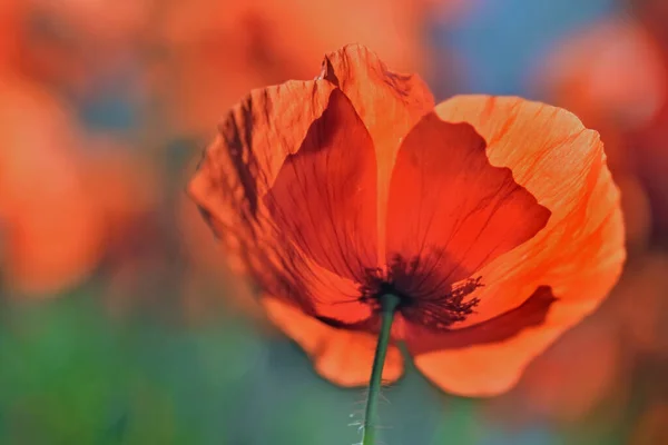 Cerca Hermosas Flores Amapolas Brillantes Rojas Floreciendo Prado — Foto de Stock