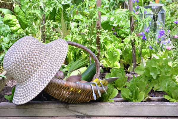 Fresh Vegetable Wicker Basket Hat Placed Flowered Vegetable Garden — Stock Photo, Image