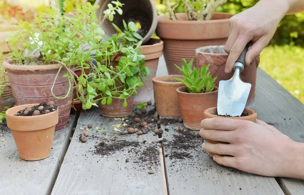 Bahçıvan Elleri Tarafından Tutulan Kürek Bir Bahçede Ahşap Arka Planda — Stok fotoğraf