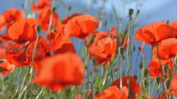 Hermosas Flores Amapolas Rojas Floreciendo Prado — Foto de Stock