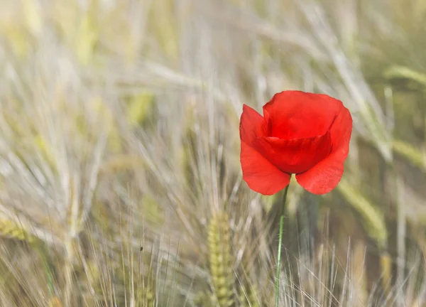 Mısır Gevreği Tarlasında Açan Güzel Kırmızı Gelinciğe Yaklaştım — Stok fotoğraf