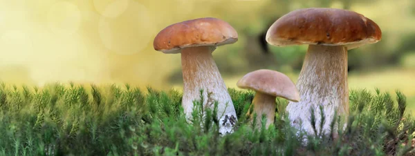 Funghi Cep Che Crescono Nel Muschio Nel Bosco Vista Panoramica — Foto Stock