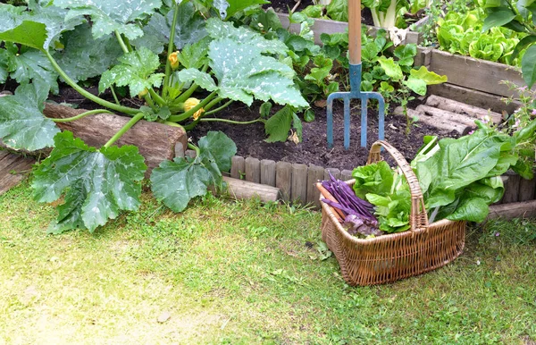 Keranjang Penuh Sayuran Segar Yang Diletakkan Rumput Samping Sayuran Yang — Stok Foto