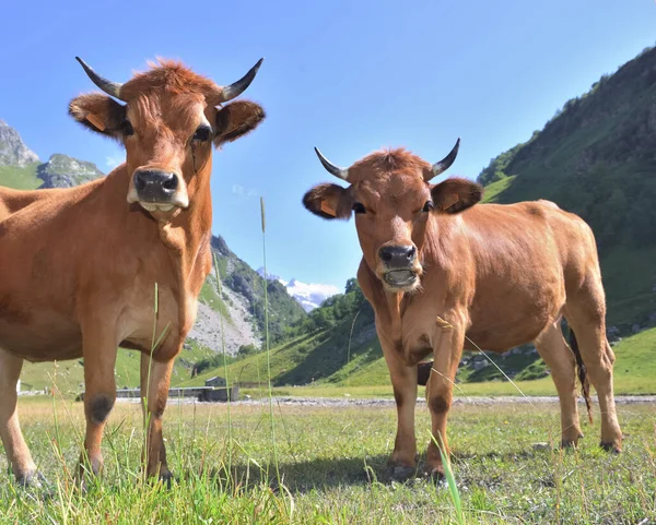 Två Unga Alpina Bruna Kor Betesmark Ser Kamera — Stockfoto