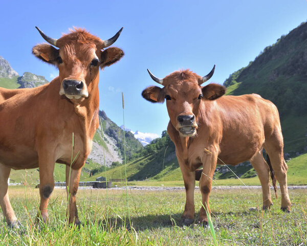 two young alpine brown cows in pasture looking camera