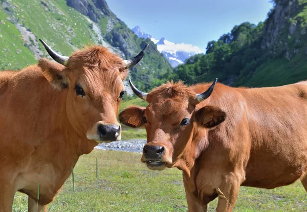 Två Unga Alpina Bruna Kor Betesmark Berg Bakgrund — Stockfoto