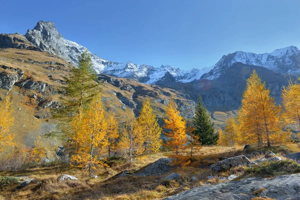 Höstlövträd Ett Vackert Alpint Berg Blå Himmel — Stockfoto