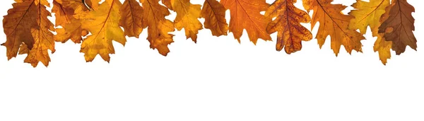 Золотой Осенний Лист Дуба Панорамным Видом Белый — стоковое фото