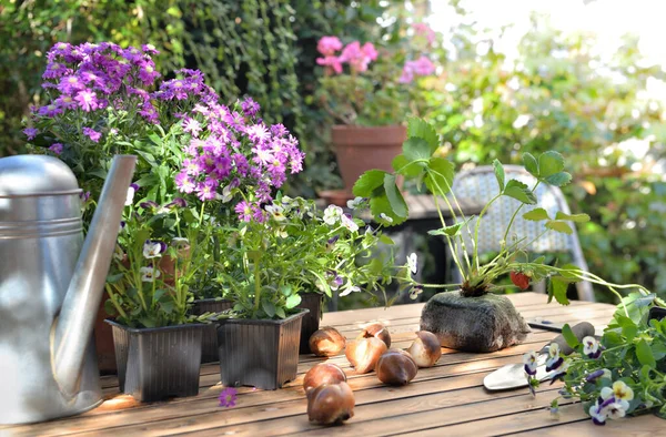 Pot Fleurs Fraises Sur Une Table Jardin Maison — Photo