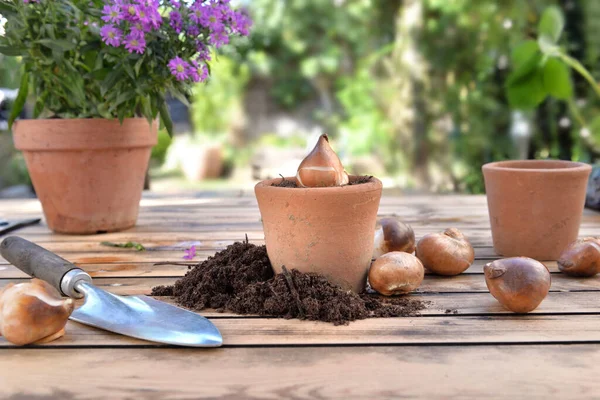 在木制花园桌子上的泥土中的一个陶罐里的花球 — 图库照片