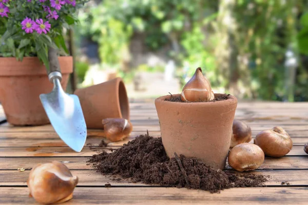 Bulb Flowers Terra Cotta Pot Dirt Wooden Garden Table — Stock Photo, Image