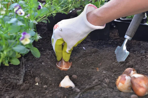 Gärtner Pflanzt Knolle Aus Tulpe Auf Den Boden Garten — Stockfoto