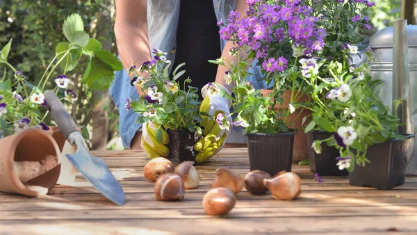 Bahçıvan Bahçedeki Bir Masada Saksı Çiçekli Bir Viyola Tutuyor — Stok fotoğraf
