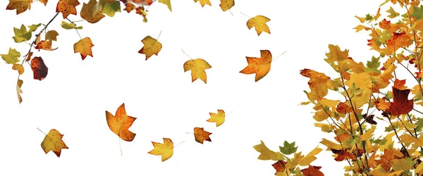 Golden Brown Autumnal Leaf Mapple Tree Panoramic View White Background — Stock Photo, Image