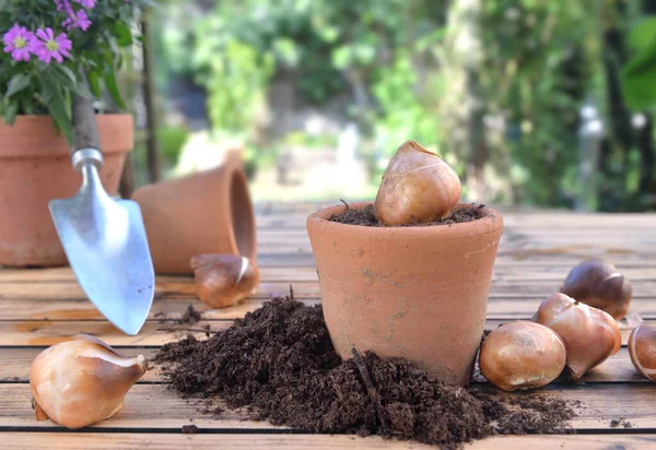 Bulbo Flores Pote Terracota Entre Sujeira Uma Mesa Jardim Madeira — Fotografia de Stock