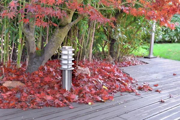 Montão Folhas Vermelhas Bordo Japonês Falled Terraço Madeira — Fotografia de Stock