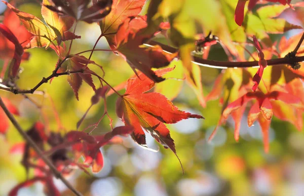 Close Red Leaves Japanese Maple Autumn — Stock Photo, Image