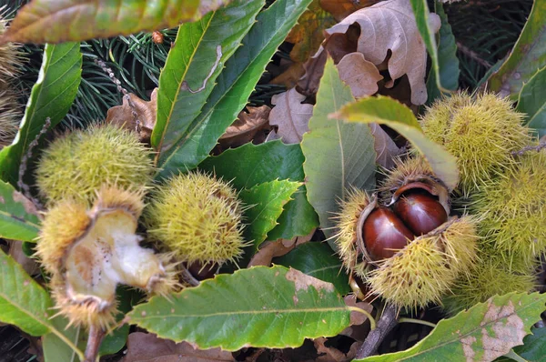 Vicino Una Castagna Fresca Nella Sua Buccia Caduto Terra Foglie — Foto Stock